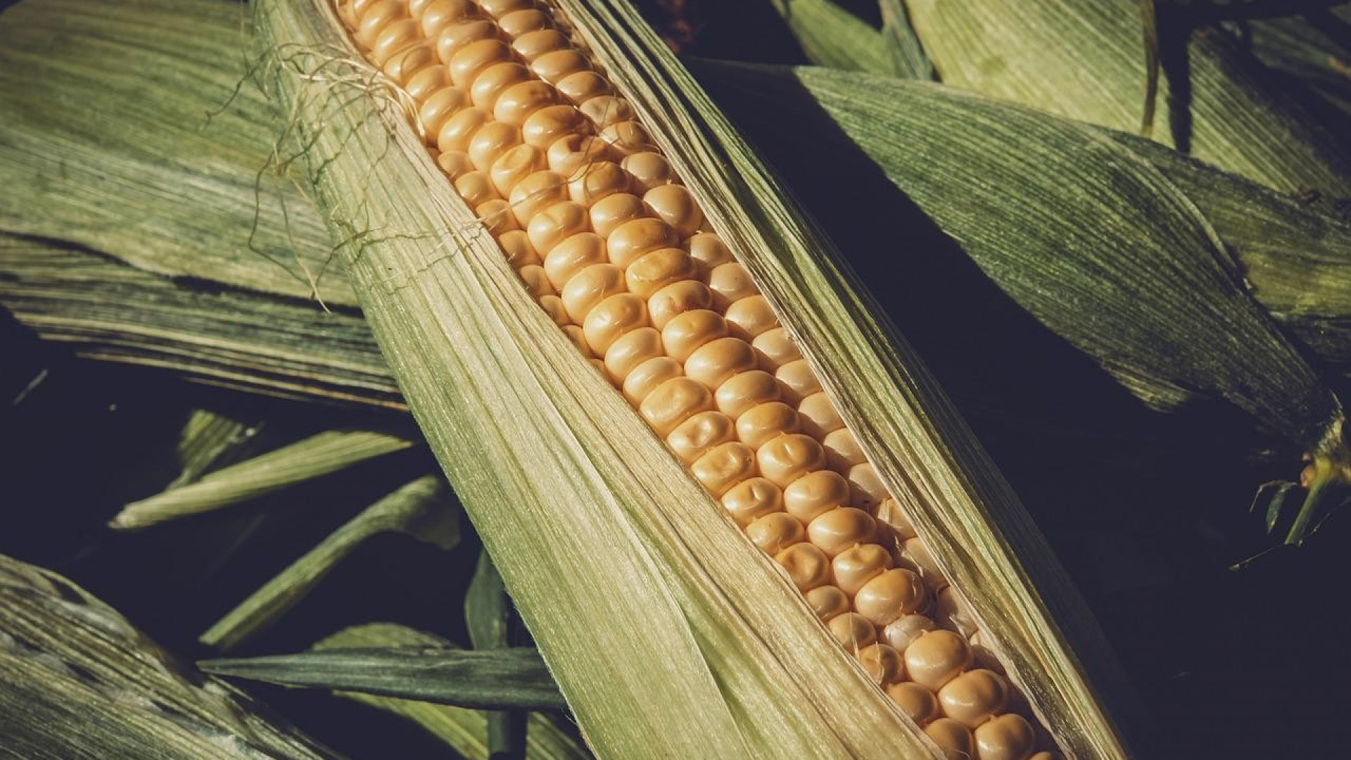 Tout ce qu'il faut savoir sur les semences de maïs