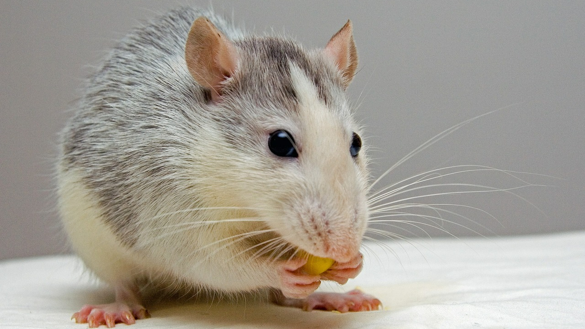 Comment chasser les rats de votre maison ?